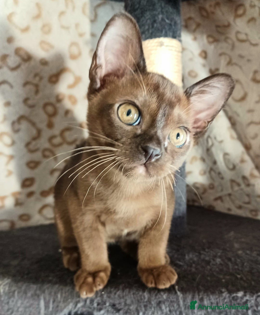 Burmese gatti in vendita: Gattini Burmesi Chocolate Brown  - Annuncio 9