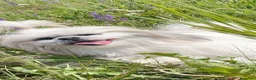 Shih Tzu cani per accoppiamento: Accoppiamento  - Annuncio 3