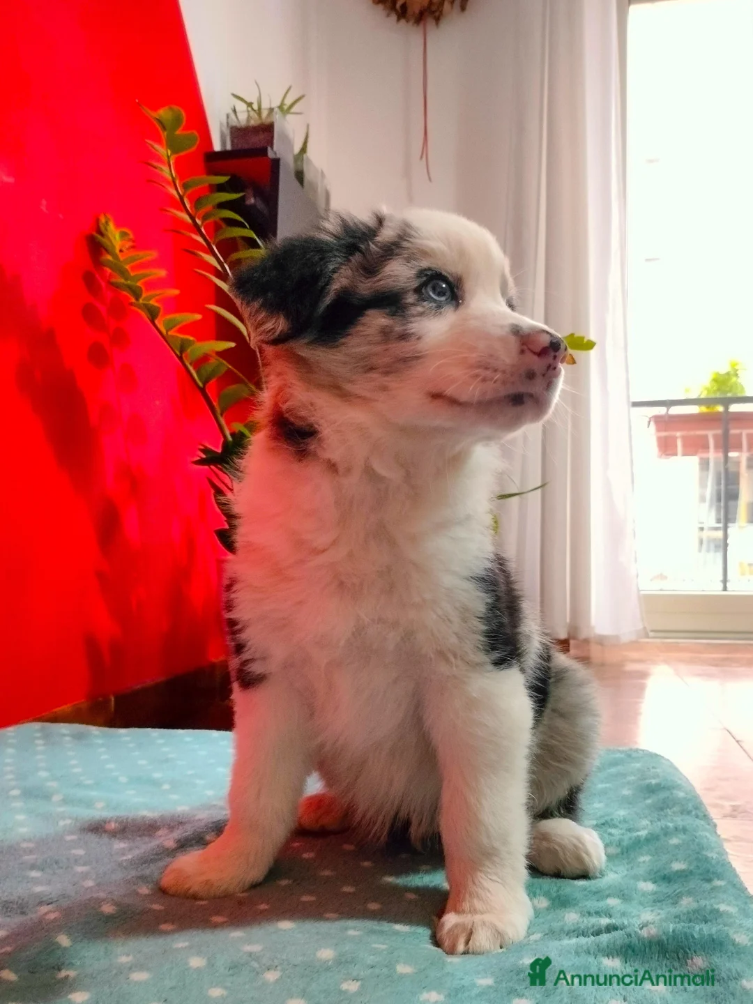 Border Collie cani in vendita: Cucciolo di border collie blue merle  - Annuncio 1