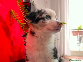 Border Collie cani Cucciolo di border collie blue merle - Annuncio 1