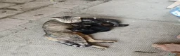 Meticcio gatti in regalo: Regalo gattini - Annuncio 2