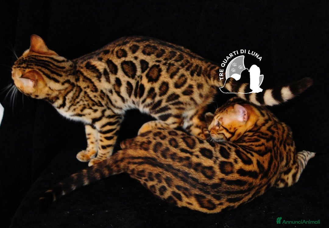 Bengala gatti in vendita: Cuccioli Bengala – Piccoli Leopardi - Annuncio 1