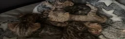 Bengala gatti in vendita: Splendidi maschi BENGAL con pedigree aperto - Annuncio 3