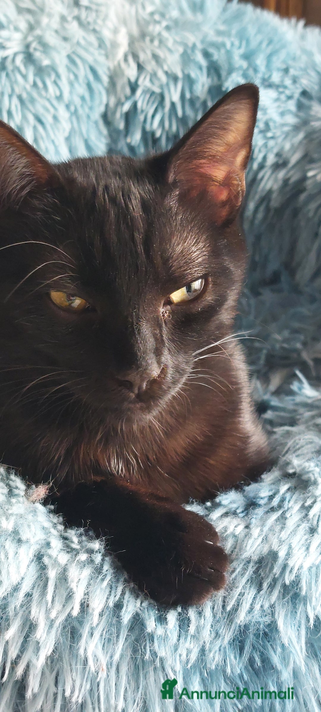 Europeo gatti in regalo: Peter, cucciolo panterino - Annuncio 1