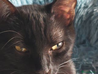 Europeo gatti Peter, cucciolo panterino - Annuncio 4