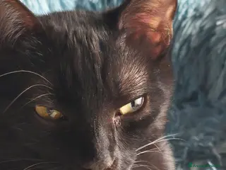 Europeo gatti Peter, cucciolo panterino - Annuncio 20