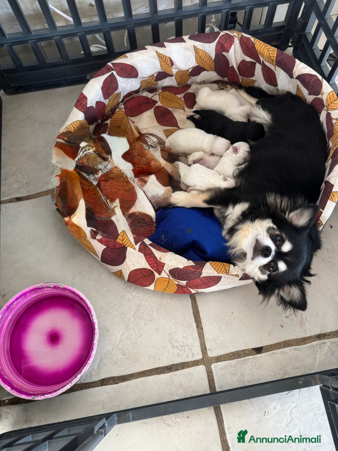 Chihuahua cani in vendita: Cuccioli Chihuahua pelo lungo - Annuncio 1