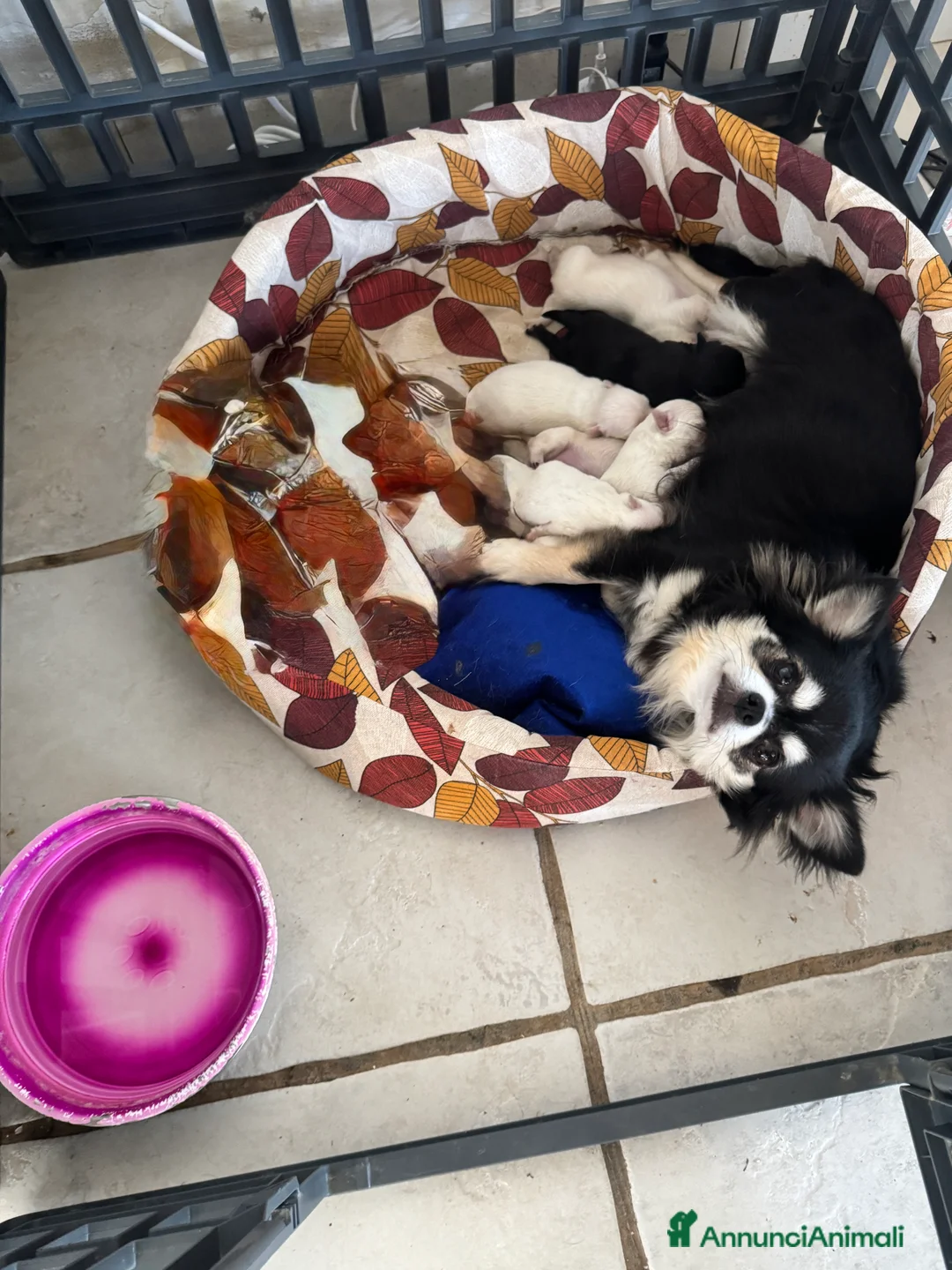 Chihuahua cani in vendita: Cuccioli Chihuahua pelo lungo - Annuncio 1