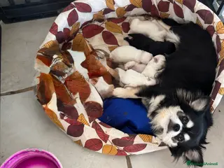 Chihuahua cani Cuccioli Chihuahua pelo lungo - Annuncio 9