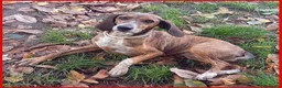Segugio cani in regalo: SVITOL adorabile segugetta a Città metropolitana di Milano - Annuncio 2