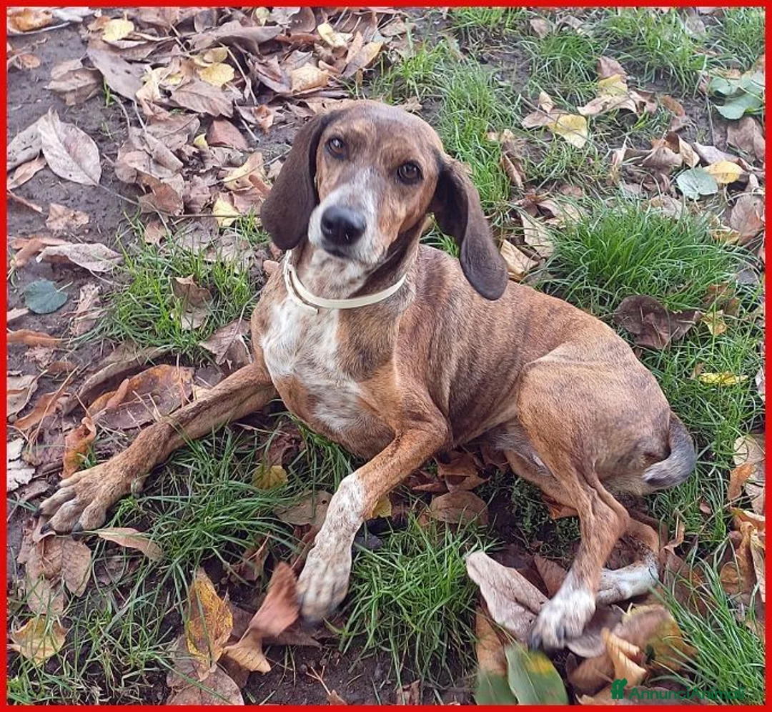 Segugio cani in regalo: SVITOL adorabile segugetta a Città metropolitana di Milano - Annuncio 2