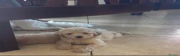 Barboncino cani in vendita: Barboncina - Annuncio 2