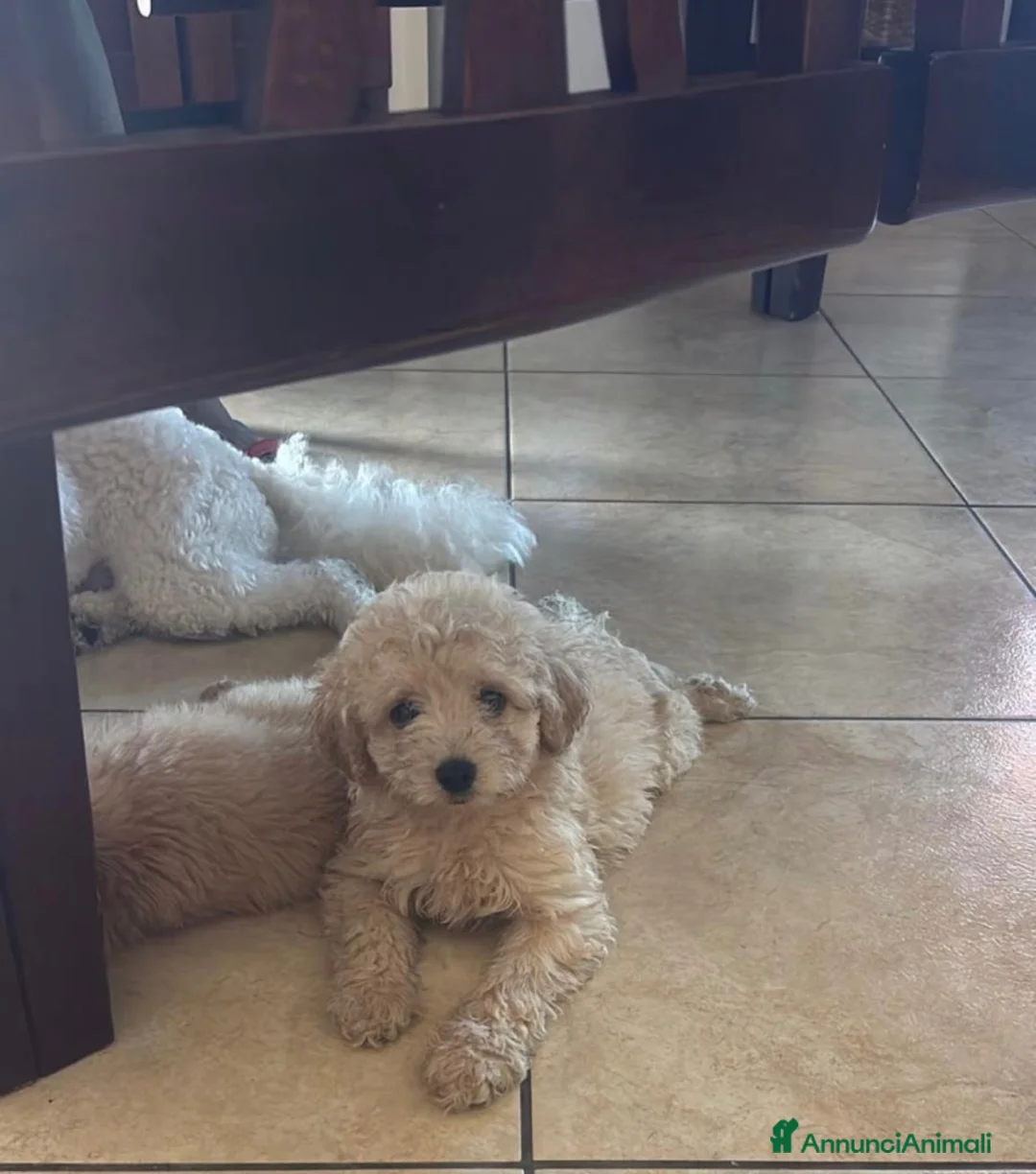 Barboncino cani in vendita: Barboncina - Annuncio 2