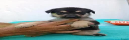 Meticcio cani in regalo: Cuccioli mix Pastore Tedesco, neanche 2 mesi  - Annuncio 9