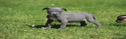 Pitbull cani in vendita: Cuccioli Pit Bull con pedigree anche a rate - Annuncio 26