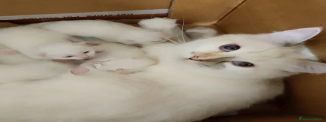 Blanquita