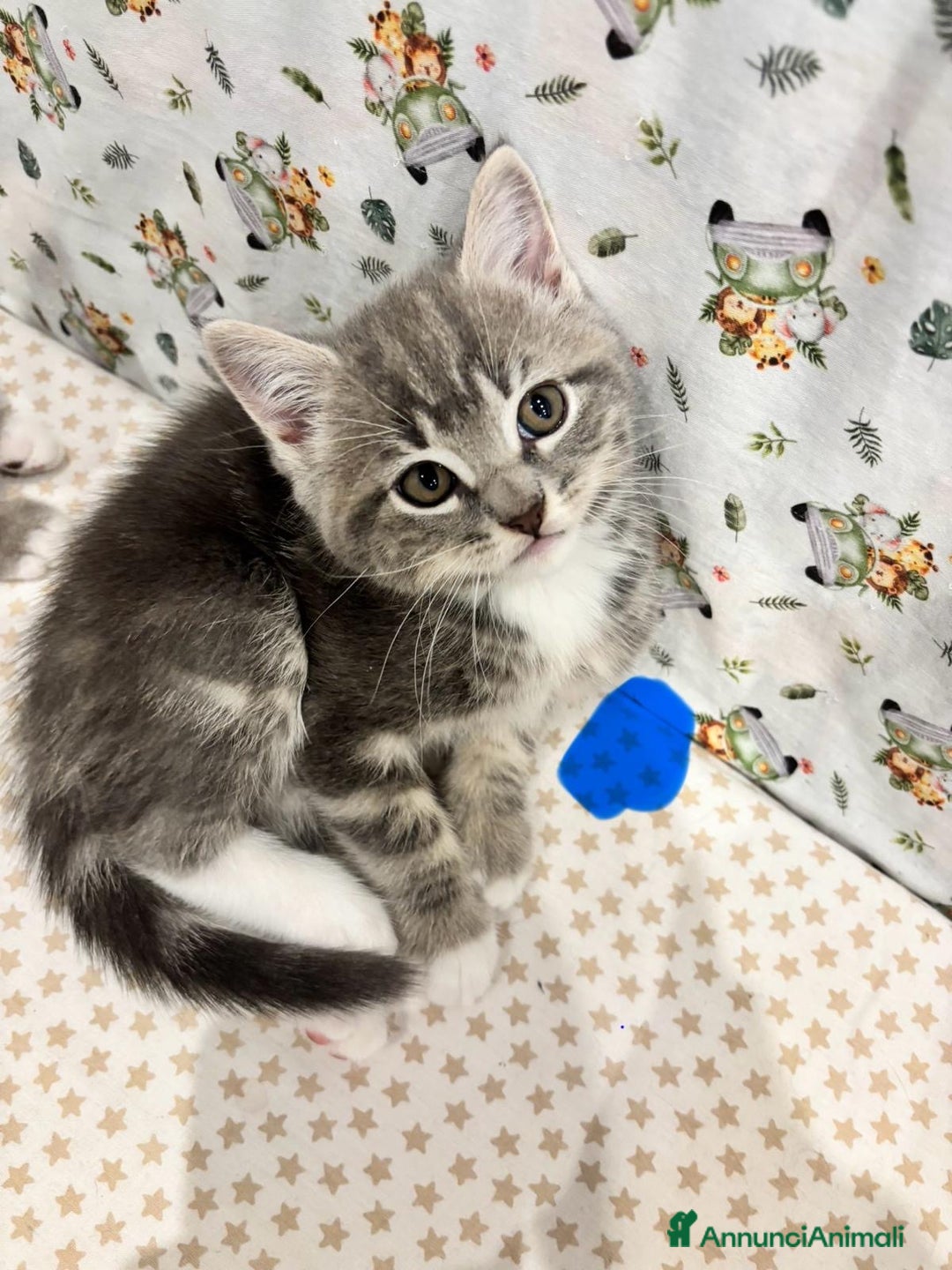British gatti in vendita: Gatto British  - Annuncio 1