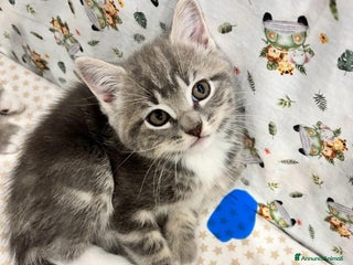 British gatti Gatto British - Annuncio 16