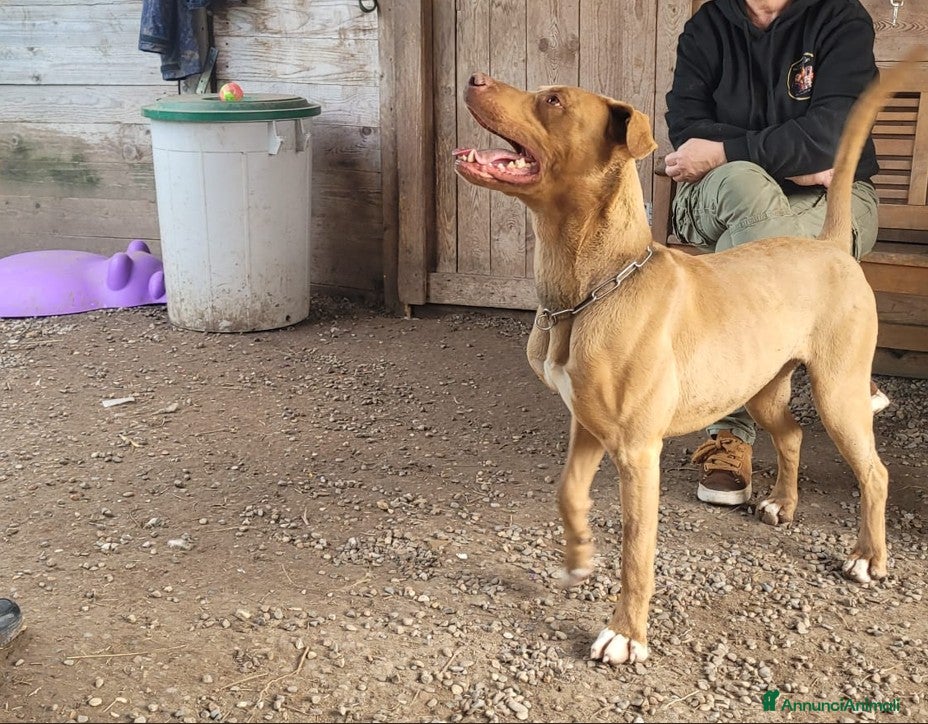 Pitbull cani in regalo: Zoro, splendido Pitbull Red Nose - Annuncio 5
