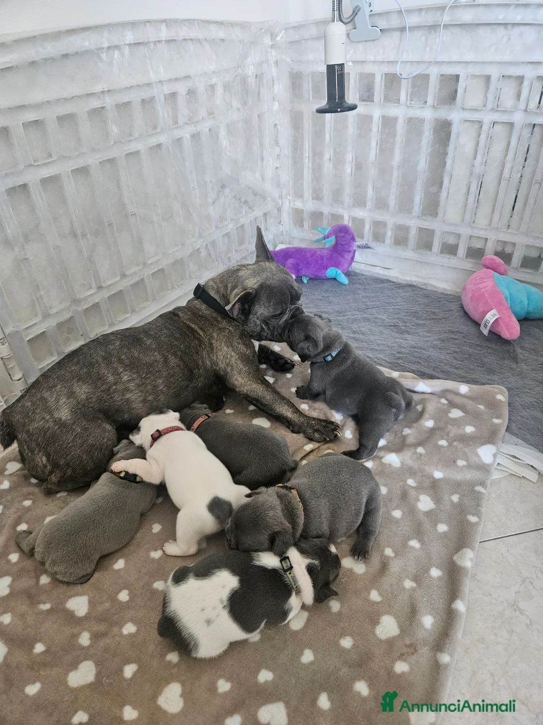 Bulldog Francese cani in vendita: Cuccioli bulldog francese - Annuncio 2