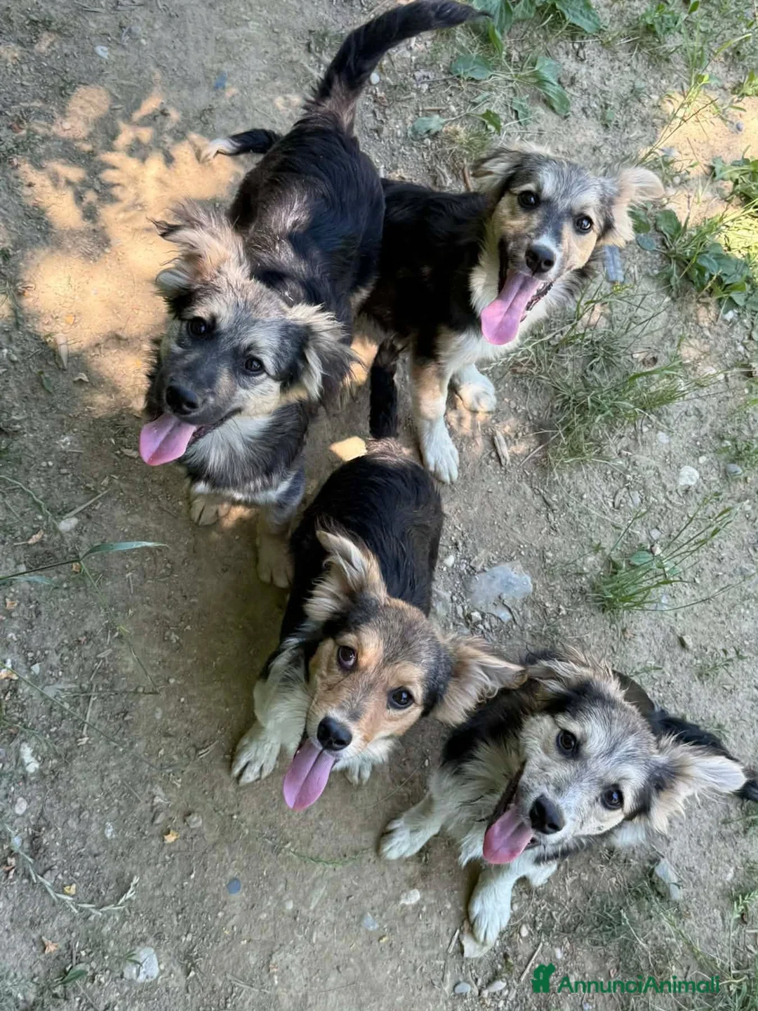 Meticcio cani in regalo: 3 cuccioli TAGLIA PICCOLA incredibilmente dolci! - Annuncio 2