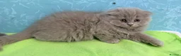 Scottish gatti in vendita: Gattino scottish fold - Annuncio 4