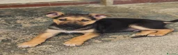 Meticcio cani in regalo: Koda è rimasto solo - Annuncio 8