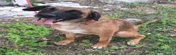 Meticcio cani in regalo: Maila 3 anni Taglia media contenuta  - Annuncio 1