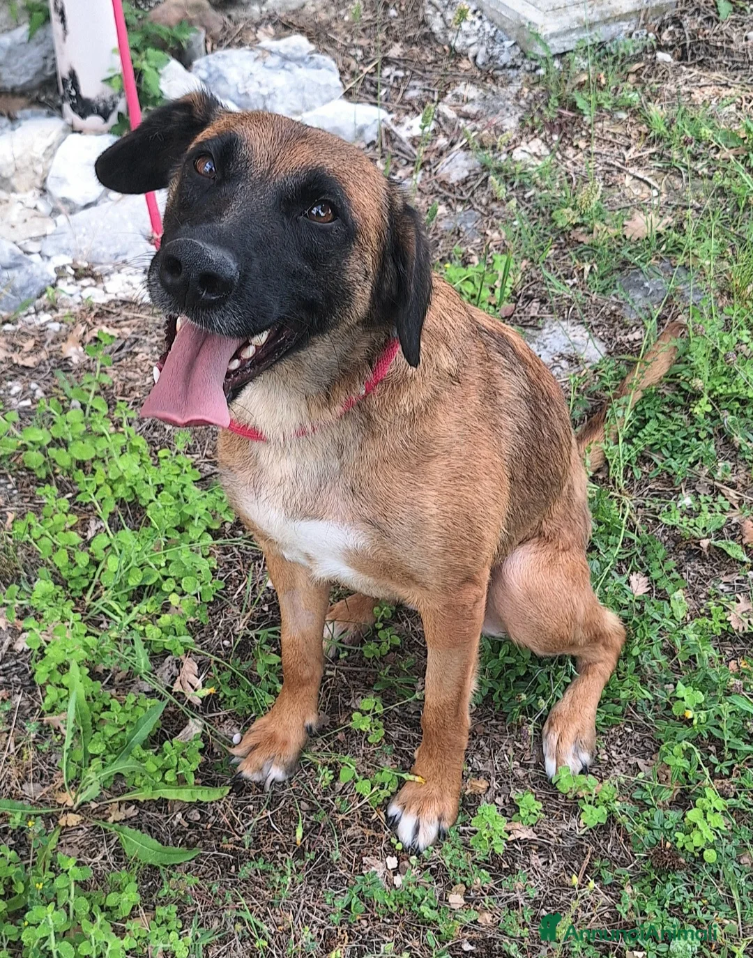 Meticcio cani in regalo: Maila 3 anni Taglia media contenuta  - Annuncio 1