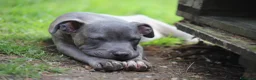 Pitbull cani in vendita: Pit Bull con pedigree, paghi anche a rate  - Annuncio 40