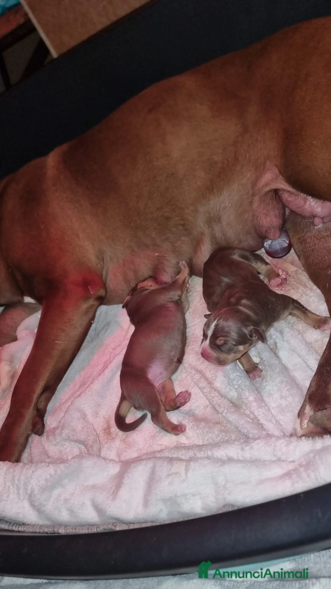 American Bully cani in vendita: American bully xxl - Annuncio 9