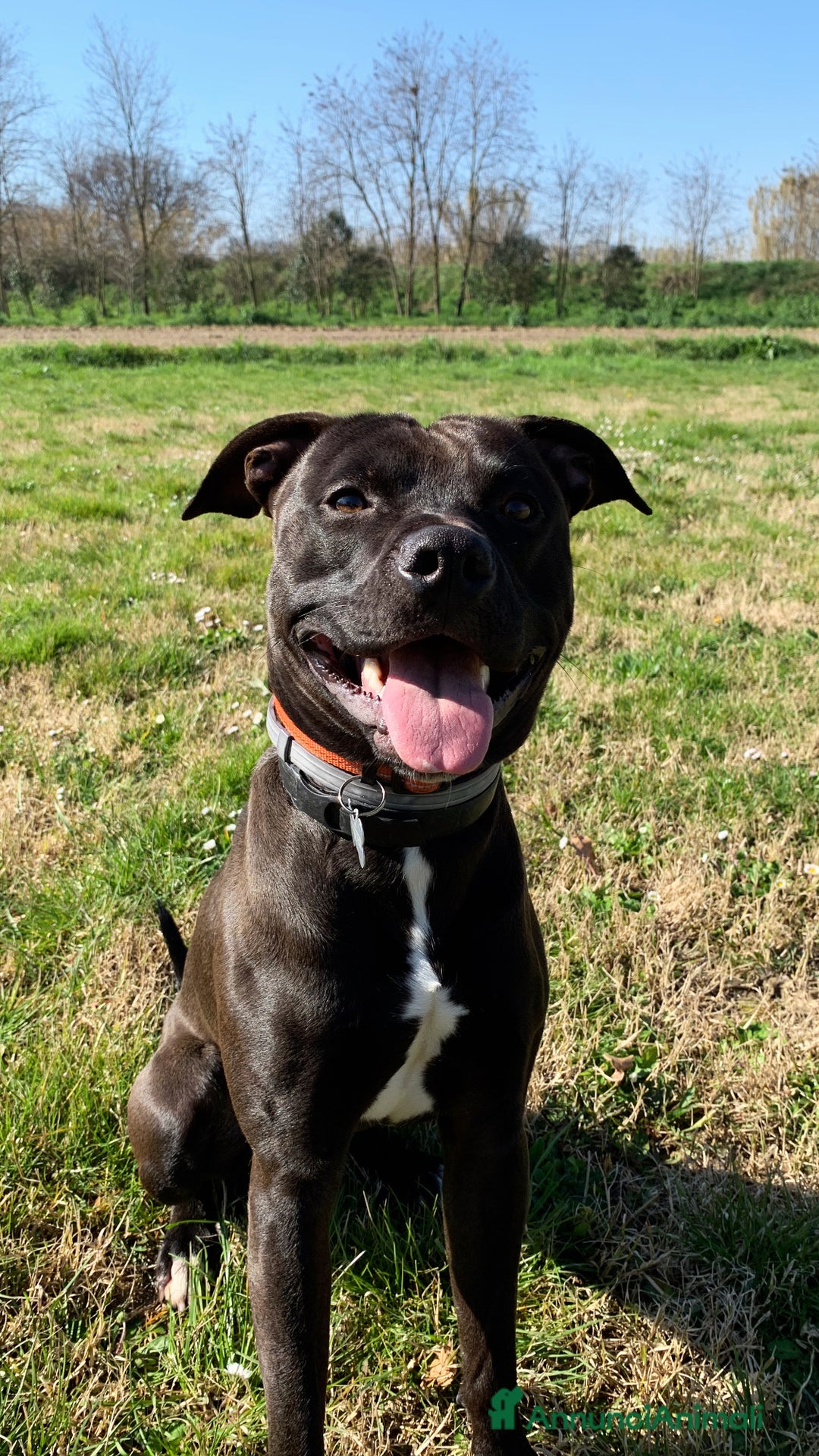 Pitbull cani in regalo: Chester Pitbull 2 anni maschio - Annuncio 2