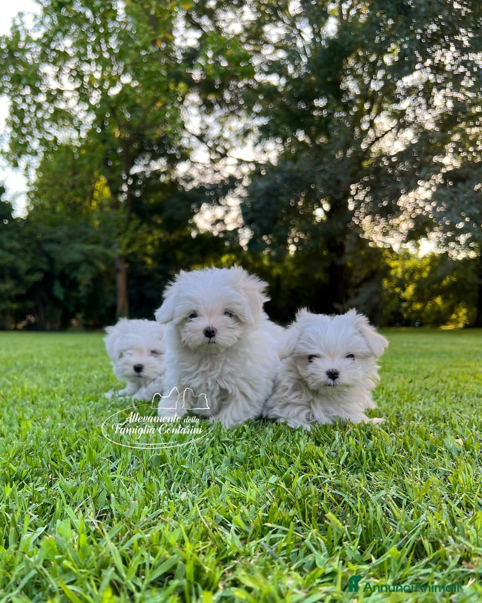 Maltese cani MALTESI MINI TOY - Annuncio 1