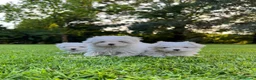 Maltese cani in vendita: MALTESI MINI TOY a Città metropolitana di Milano - Annuncio 1