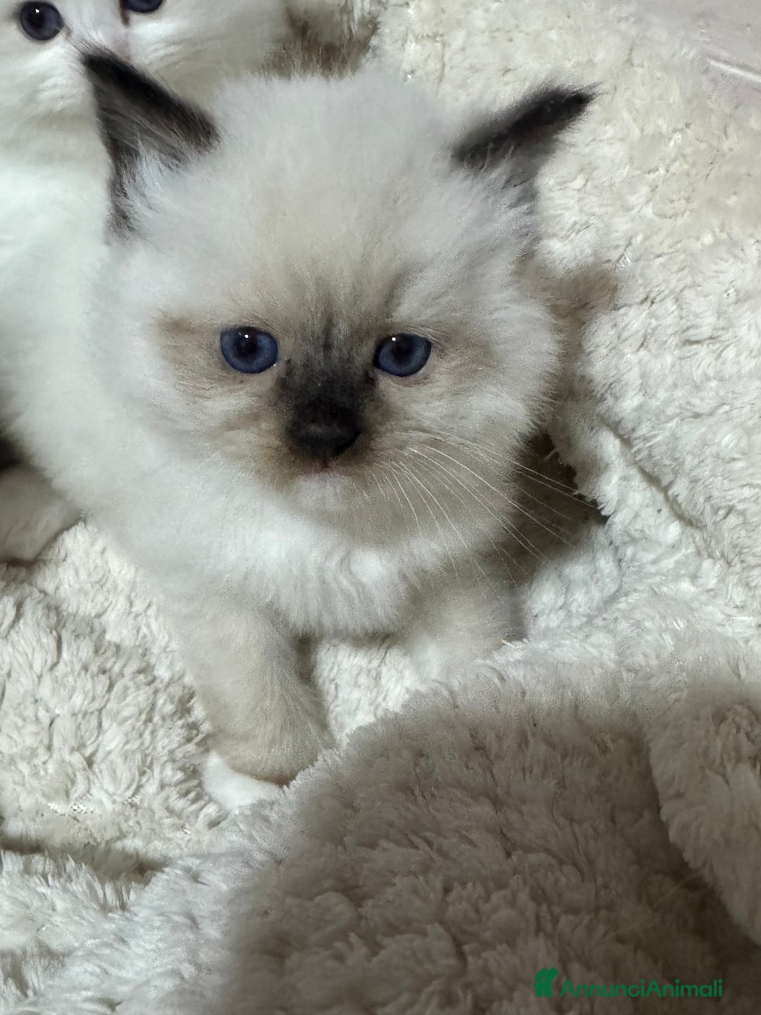 Ragdoll gatti in vendita: Dolcissimi Cuccioli Ragdoll  - Annuncio 5