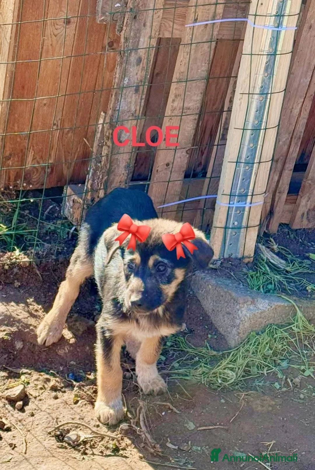 Meticcio cani in regalo: ADOZ.DEL CUORE: 3 cucciole a morire in un cartone! - Annuncio 2