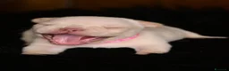 Bulldog Francese cani in vendita: Cucciola di bulldog francese - Annuncio 12
