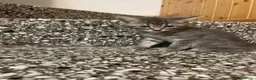 Meticcio gatti in vendita: Gattina giocosa  - Annuncio 5