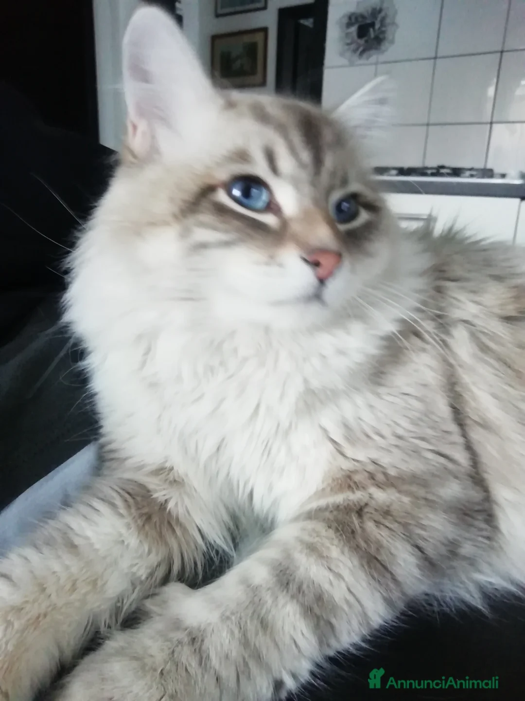 Siberiano gatti in vendita: Siberiani Neva masquerade  - Annuncio 3