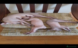 Sphynx gatti in vendita: Gattini Sphynx  a Città metropolitana di Roma Capitale - Immagine 6