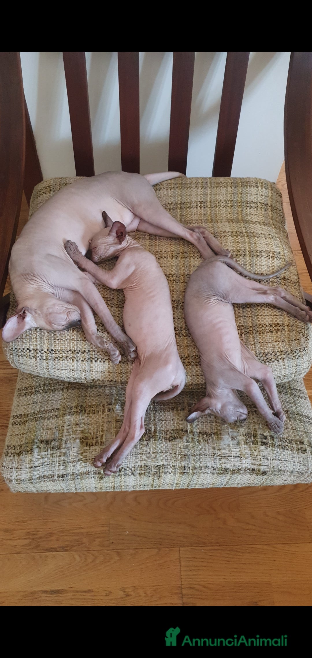 Sphynx gatti in vendita: Gattini Sphynx  a Città metropolitana di Roma Capitale - Immagine 6