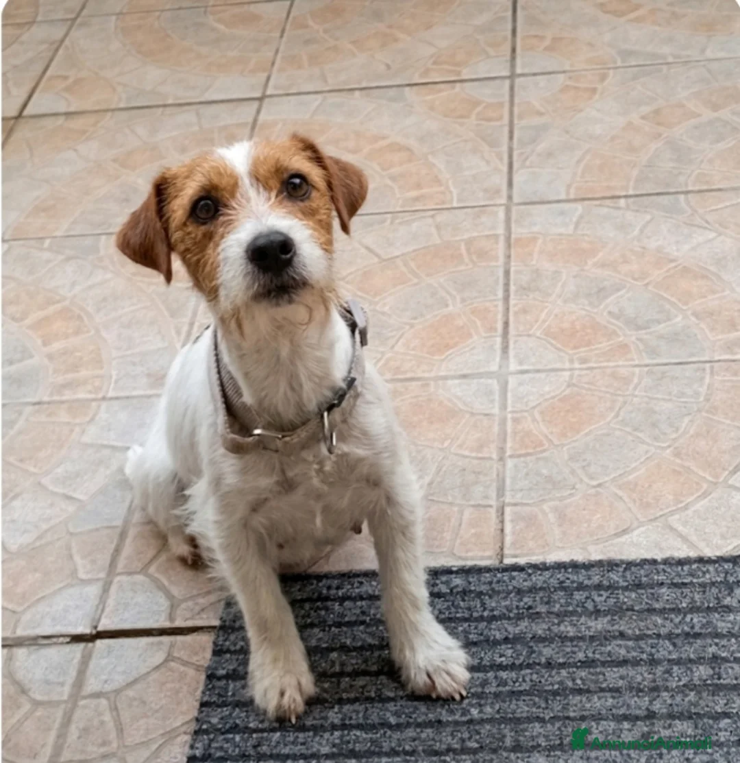 Jack Russell cani in vendita: Cuccioli di jack Russell pedigree Roi  - Annuncio 2