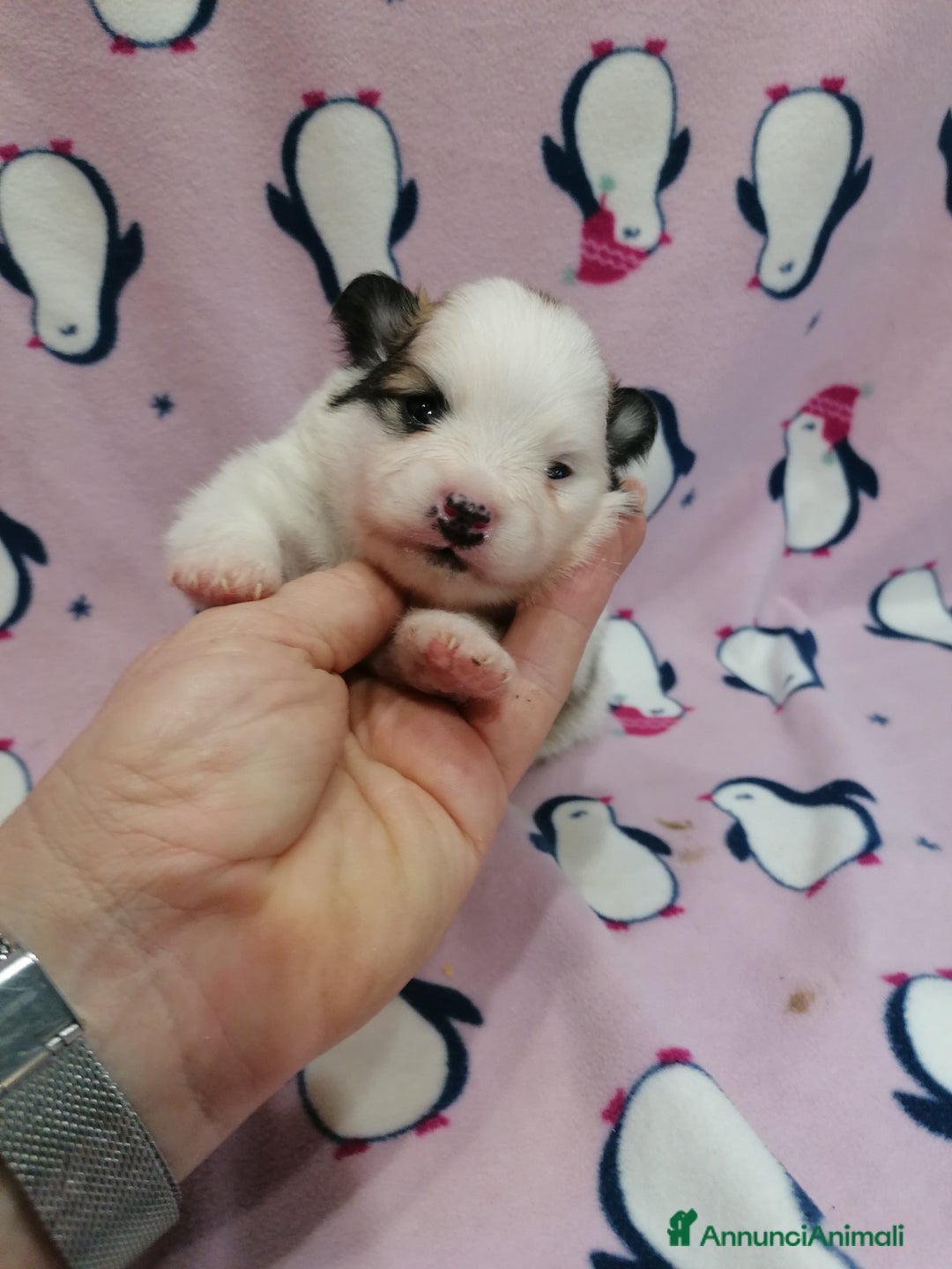 Volpino Pomerania cani in vendita: Volpino Pomerania  - Annuncio 12