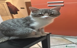 Europeo gatti in regalo: Fiocco d'argento - Immagine 3