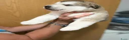 Alaskan Malamute cani in vendita: cucciolata di Alaskan Malamute - Annuncio 5