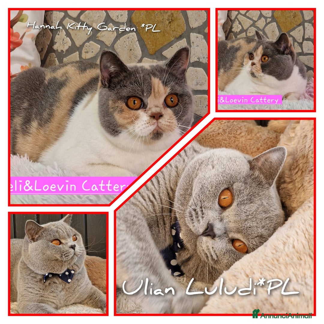 British gatti in vendita: British shorthair pedigree  - Annuncio 14