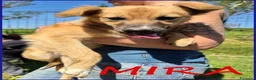 Meticcio cani in regalo: MIRA dagli occhi dolci una cucciolona a Provincia di Forlì-Cesena - Annuncio 5