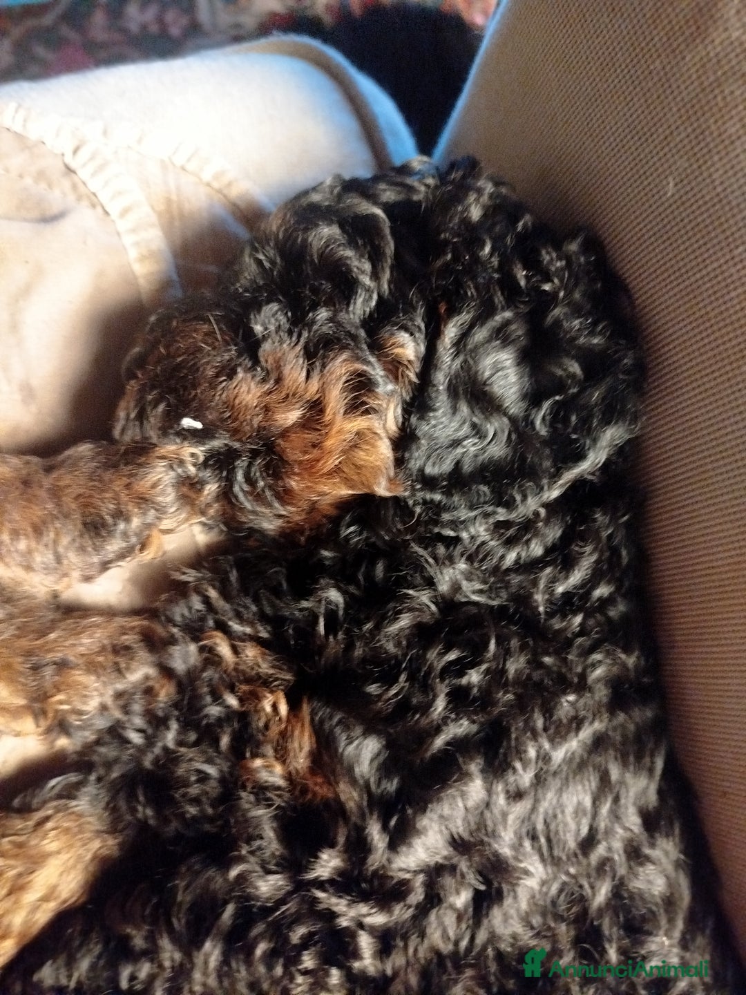 Barboncino cani in vendita: cuccioli Phantom  - Annuncio 10