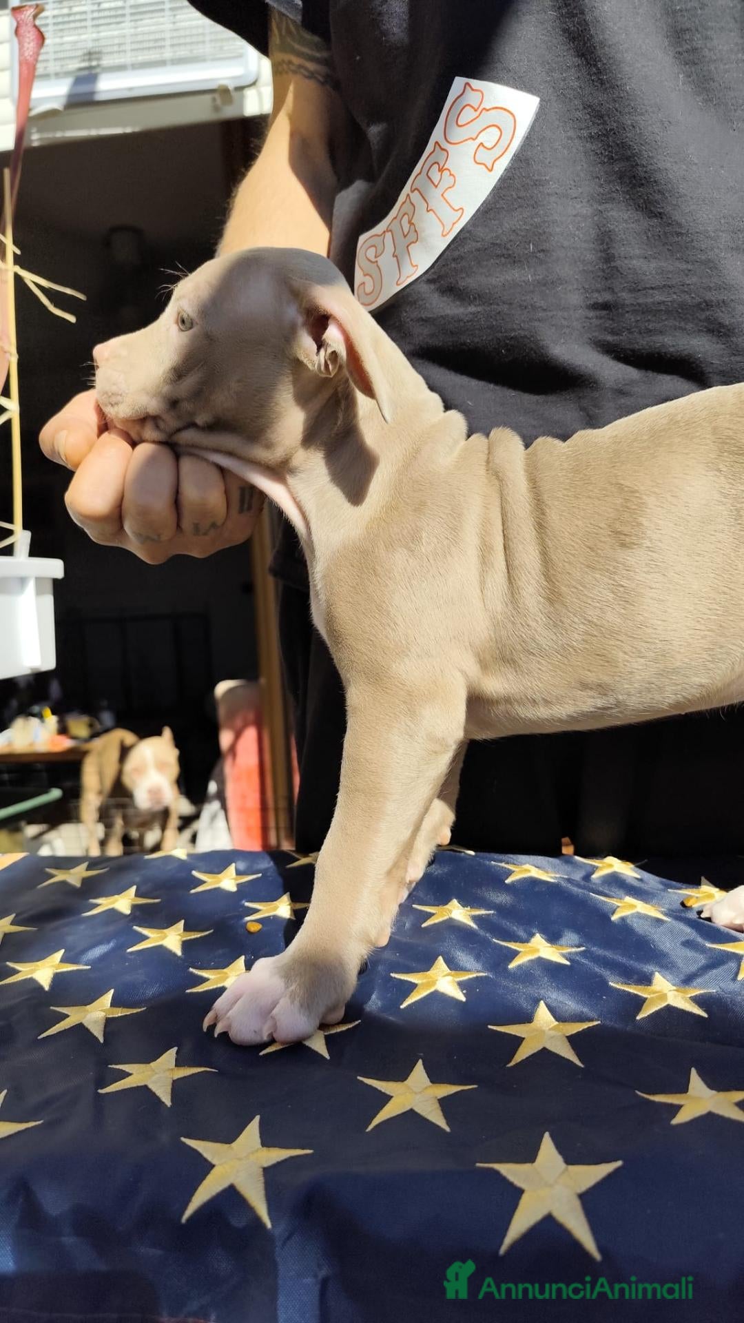 Pitbull cani in vendita: American Pitbull Terrier con pedigree - Annuncio 2