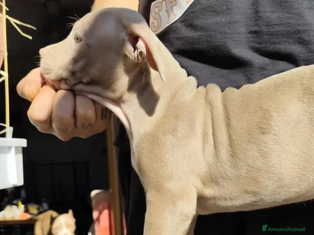 Pitbull cani in vendita: American Pitbull Terrier con pedigree - Annuncio 2